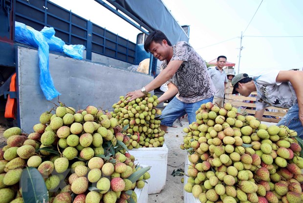 vai lai trung phu cu duoc mua duoc gia mang lai nguon thu lon