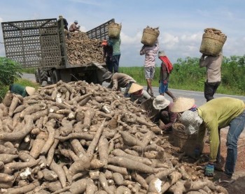 Trung Quốc dựng rào siết chặt, thế mạnh tỷ USD Việt Nam lao đao