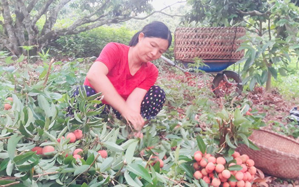 vai thieu bac giang vao chinh vu nong dan phan khoi vi duoc gia