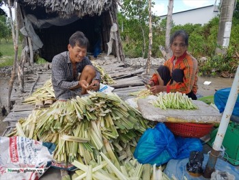 Huyện Cái Nước: Phát triển sản xuất gắn với tái cơ cấu ngành nông nghiệp