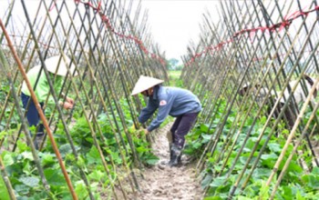 Để nông dân mặn mà với hợp tác xã