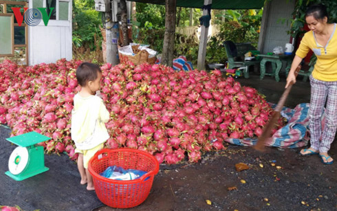 nhieu loai trai cay chu luc giam gia nha vuon lao dao