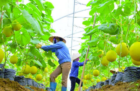 nong nghiep cong nghe cao doanh nghiep la dau tau cua chuoi gia tri