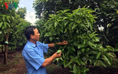 bien doi khi hau o tay nguyen nguoi lam nong rat mat