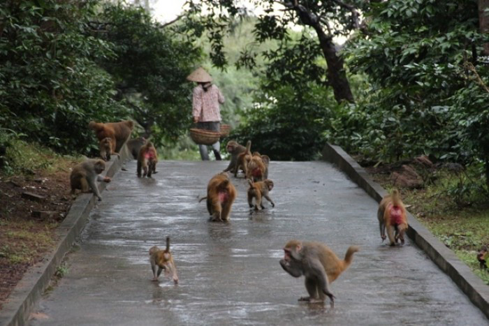 du lich quang ninh dau chi co vinh ha long