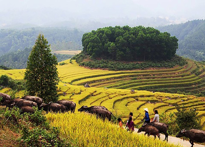 du lich quang ninh dau chi co vinh ha long