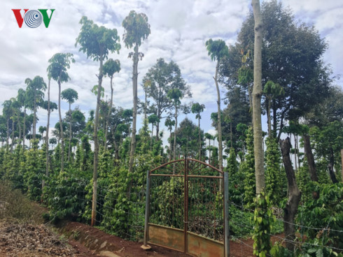 bien doi khi hau o tay nguyen khoi phuc lai rung moi la cot loi