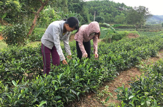 khang dinh chat luong san pham lang nghe