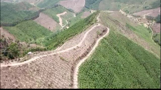 Rừng phòng hộ bị phá tan hoang, tỉnh vào cuộc yêu cầu kiểm tra, xử lý