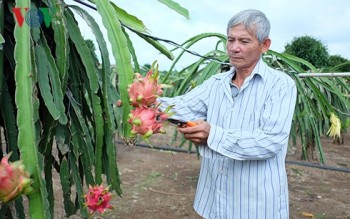 Từ thương binh 3/4 đến “ông vua” thanh long ruột đỏ đất Trảng Bom