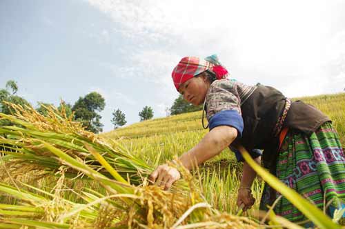 du khach viet sot xinh xich voi nhung diem ngam mua thu tuyet dep