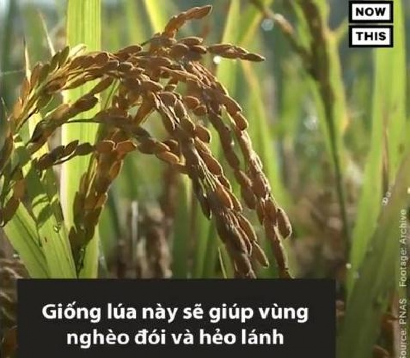 Giống lúa biến đổi gene có thể điều trị HIV