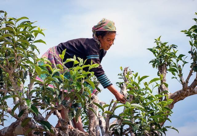 Chè shan tuyết Cao Bồ có gì đặc biệt khiến người Nhật còn tấm tắc?