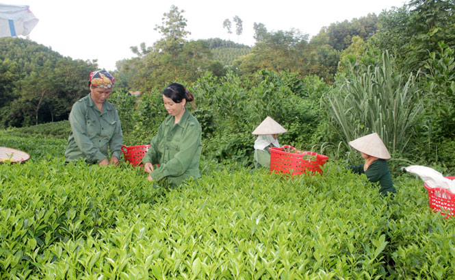 nang suat che dat 120 ta bup tuoihanam