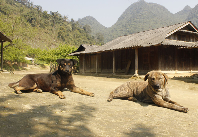 phong benh dai bang thuoc nam mat tien thiet mang