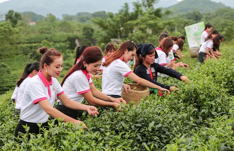 Hoạt động trải nghiệm của các thí sinh vòng thi Chung kết cuộc thi "Người đẹp xứ Trà" lần thứ IV năm 2017