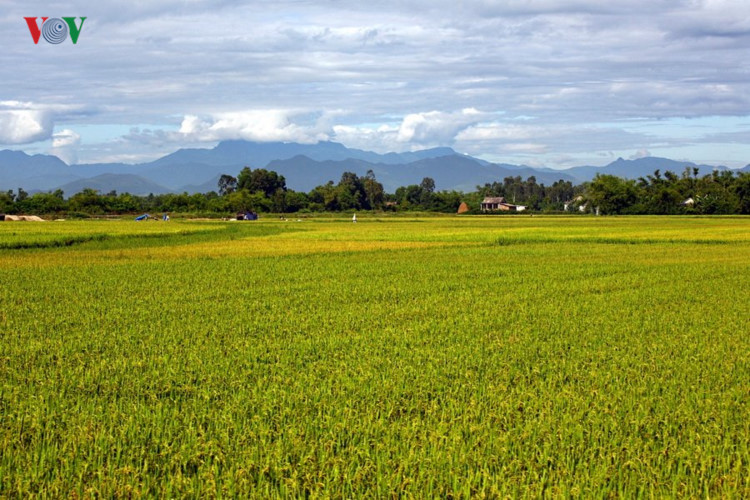 ngam co do hue dep quyen ru trong mua thu