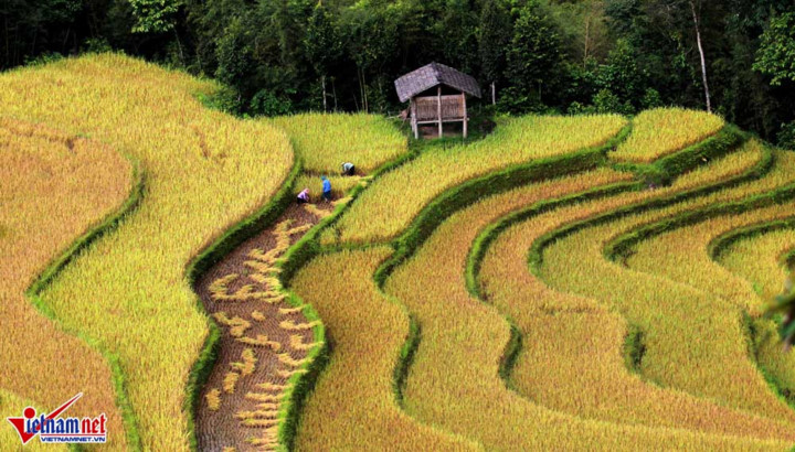 ngat ngay ruong bac thang ong anh tu tren cao