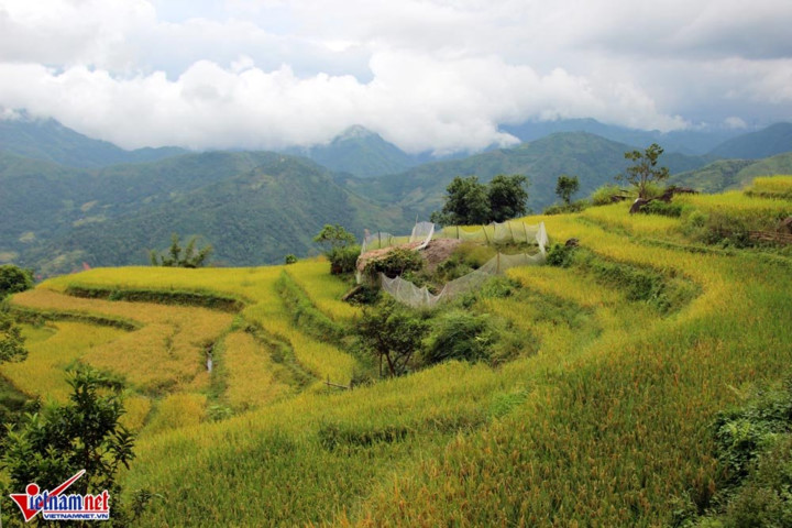 ngat ngay ruong bac thang ong anh tu tren cao