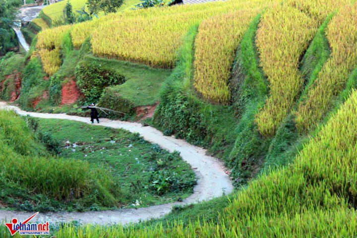 ngat ngay ruong bac thang ong anh tu tren cao