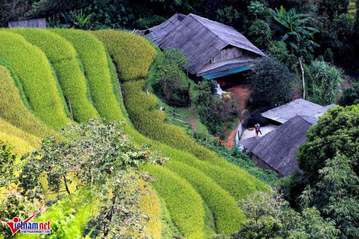 ngat ngay ruong bac thang ong anh tu tren cao