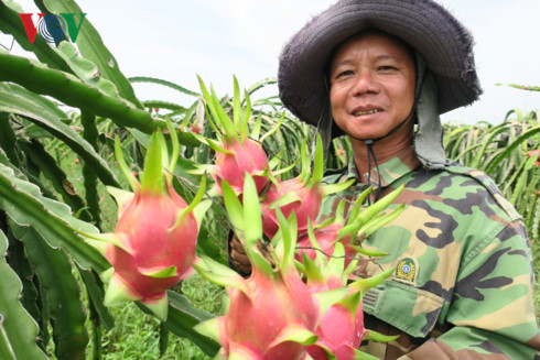 Giá thanh long đầu vụ chong đèn ổn định, người trồng phấn khởi