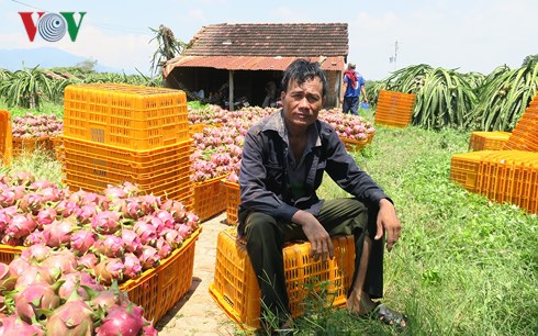 Giá thanh long Bình Thuận chỉ còn 500 đồng/kg vẫn không người mua