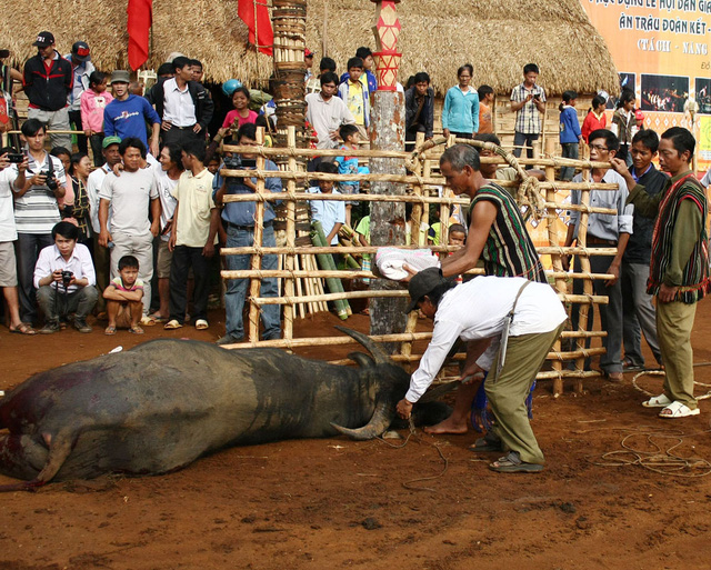 khong to chuc nghi thuc dam trau trong cac le hoi truyen thong