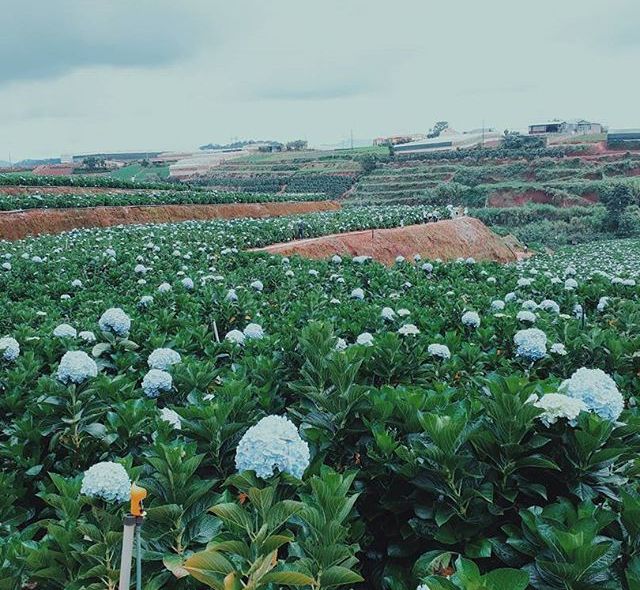 check in tai canh dong hoa cam tu cau dep ngat ngay o da lat