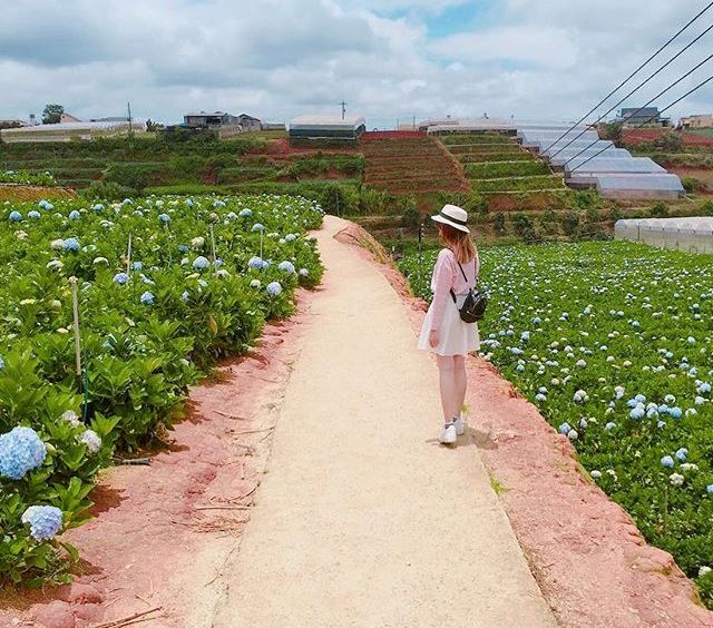 check in tai canh dong hoa cam tu cau dep ngat ngay o da lat