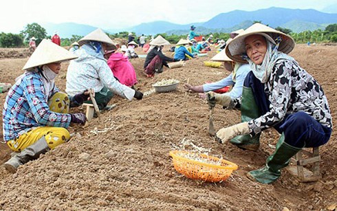 chuyen doi cay trong can gan voi thi truong tieu thu