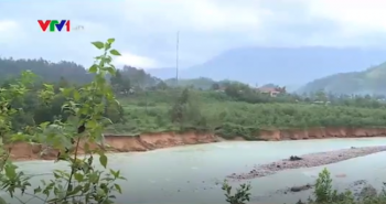 Người dân "đứng ngồi không yên" vì hàng trăm ha hoa màu nguy cơ hỏng