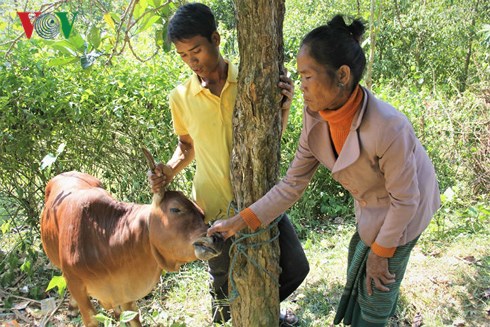 bo giong vua cap cho ho ngheo da bi lo mom long mong