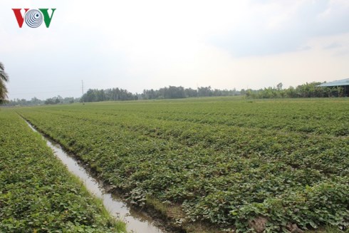 nong dan vinh long dieu dung vi khoai lang rot gia