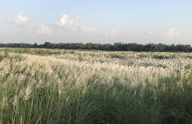 quang ngai canh dong hoa lau trang nhu may giua dong tra khuc