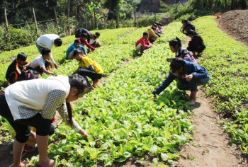 Thầy cô giáo vùng biên trồng rau, nuôi lợn giữ chân học trò