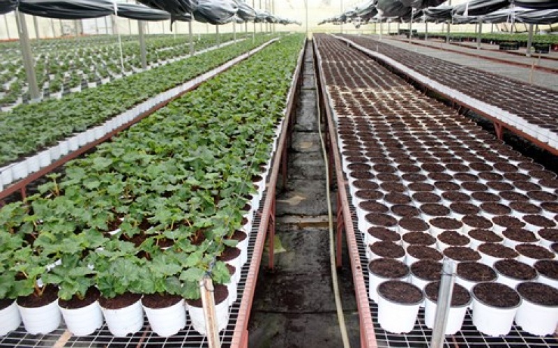 lam nong nghiep cong nghe cao tranh benh phong trao