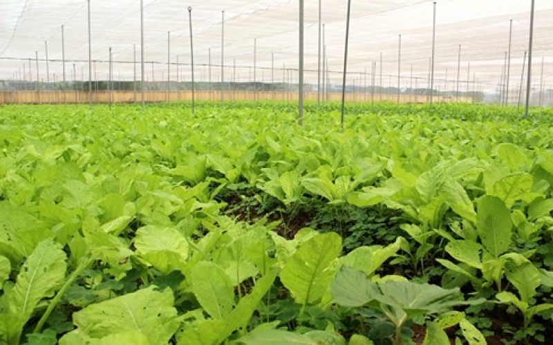 lam nong nghiep cong nghe cao tranh benh phong trao