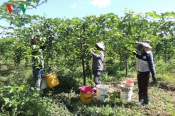 Vấn nạn bảo kê tại Kon Tum: Chính quyền loay hoay, người dân lo sợ