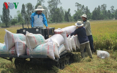 Gạo Việt đã xuất khẩu đi hơn 150 thị trường, cơ hội tiếp tục rộng mở