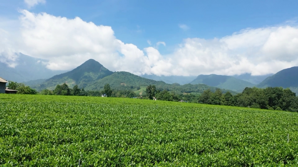 Tu Quy Tea - The four seasons