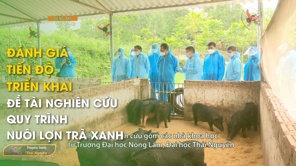 Đánh giá tiến độ triển khai đề tài nghiên cứu quy trình nuôi lợn trà xanh – Tiếng Tày