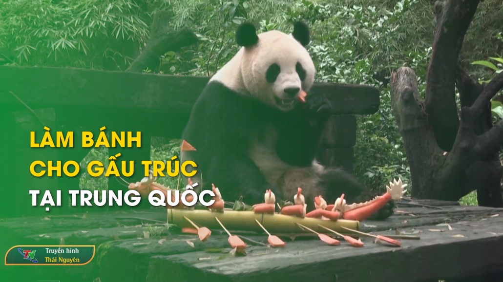 Làm bánh cho gấu trúc tại Trung Quốc - Từ Thái Nguyên nhìn ra thế giới 15/6/2024