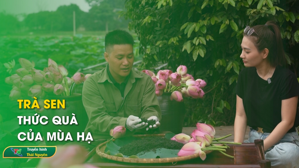 Trà sen – thức quà của mùa hạ | Chuyên mục Thái Nguyên sắc màu văn hóa ngày 17/6/2024